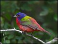_6SB0554 painted bunting